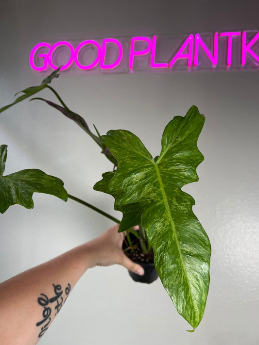 4” Philodendron Lime Fiddle