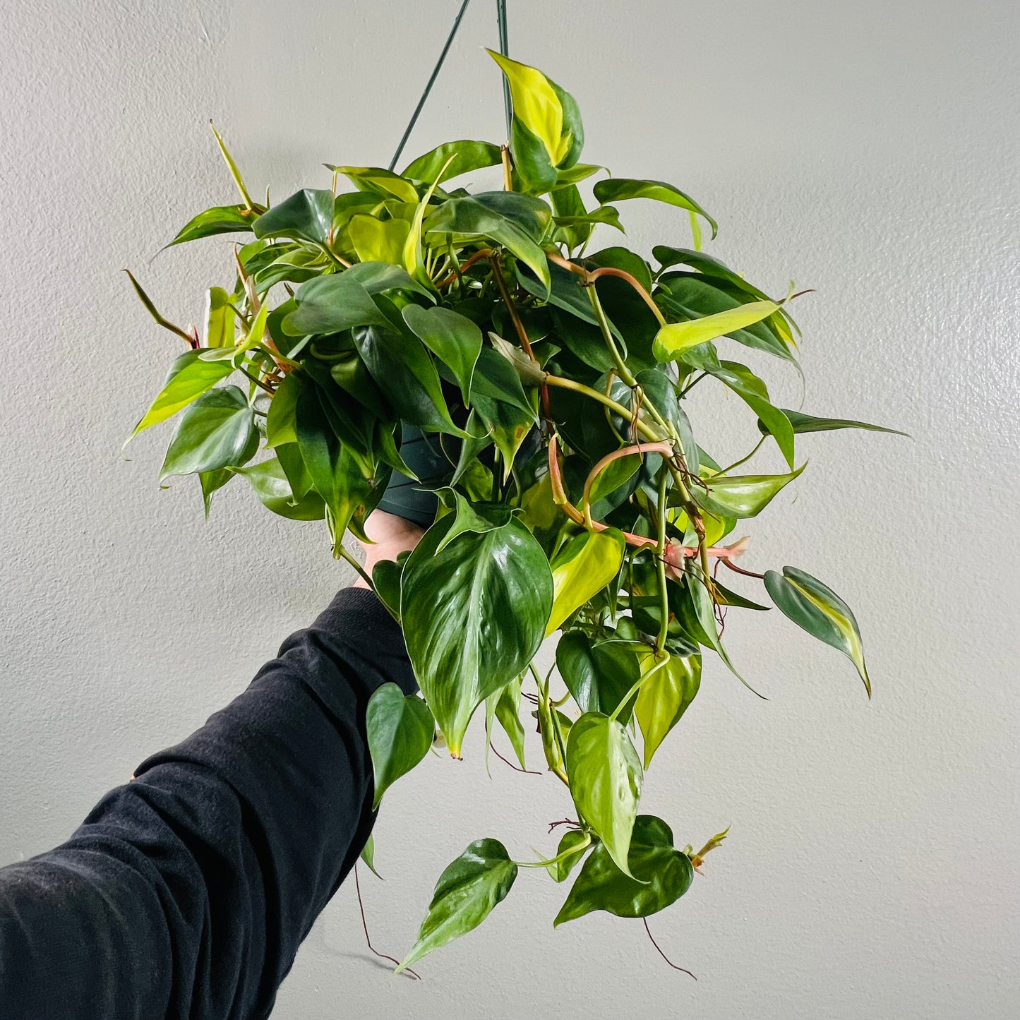 8” Philodendron Brasil