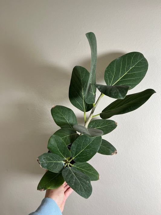 6” Ficus Audrey