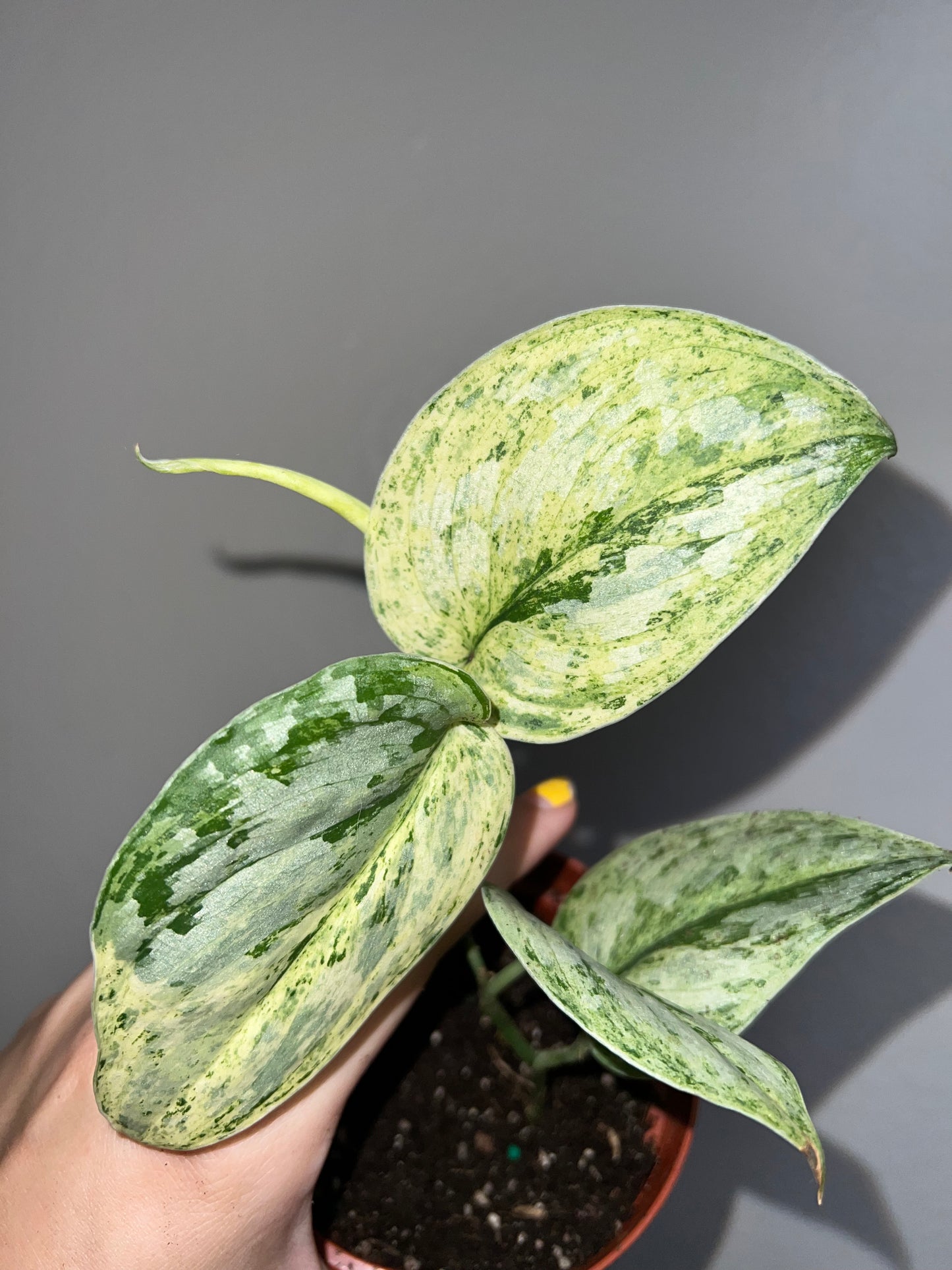 4” Scindapsus Peasun