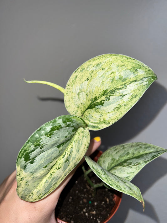 4” Scindapsus Peasun