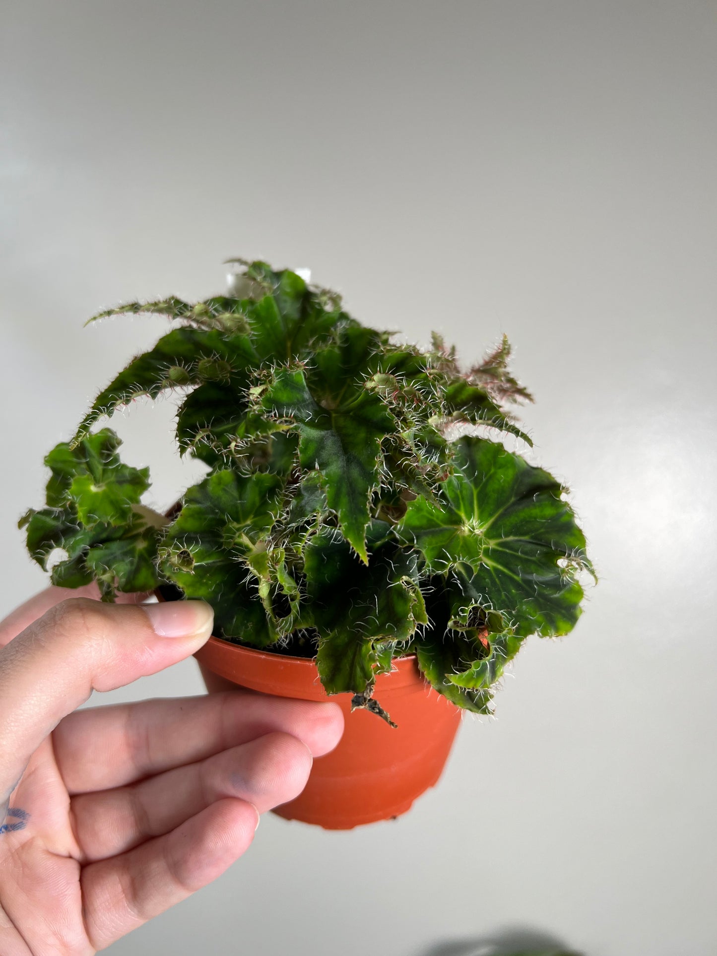 4” Begonia Rex ‘Unique’