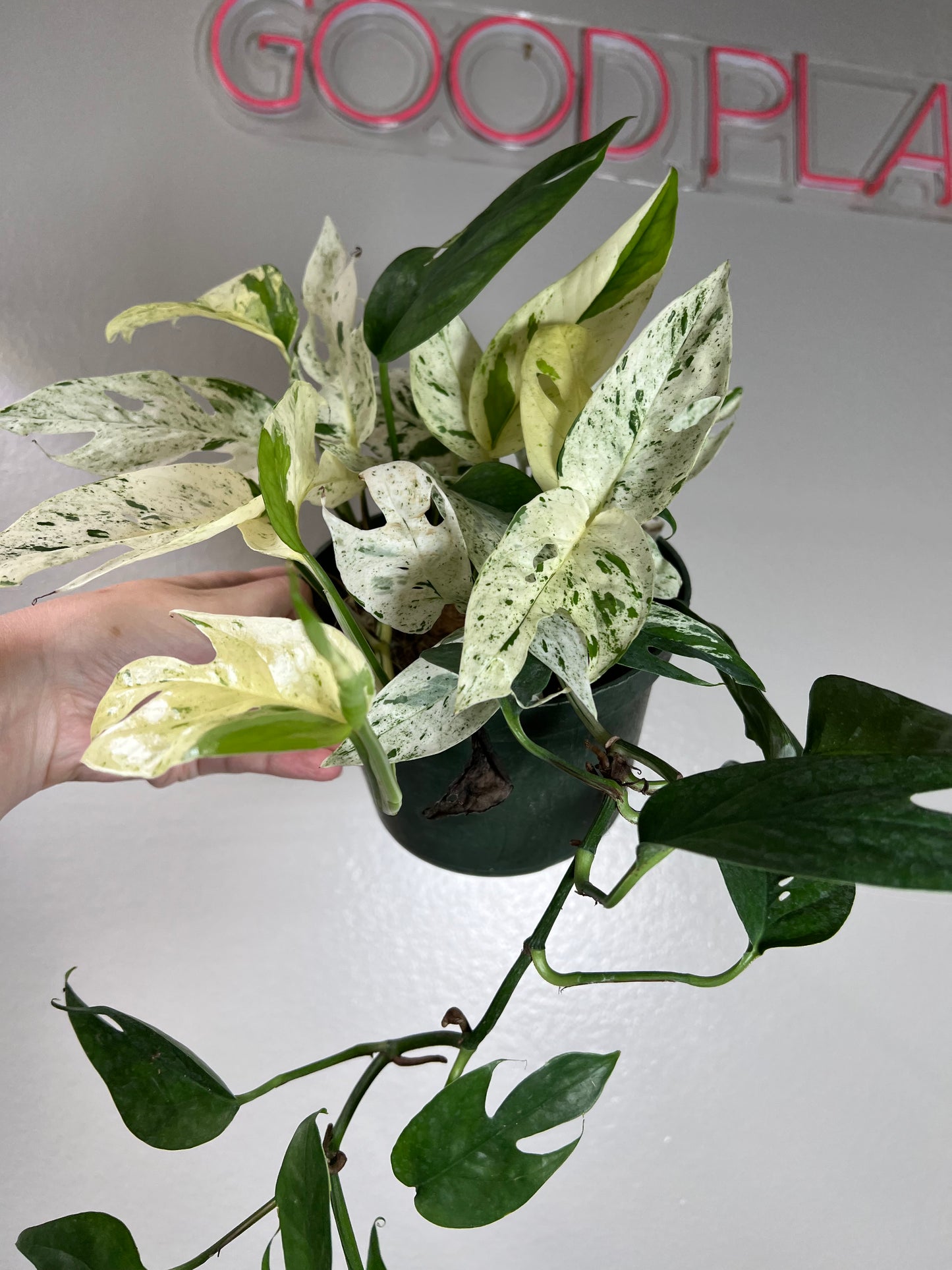 6” Epipremnum Pinnatum Marble