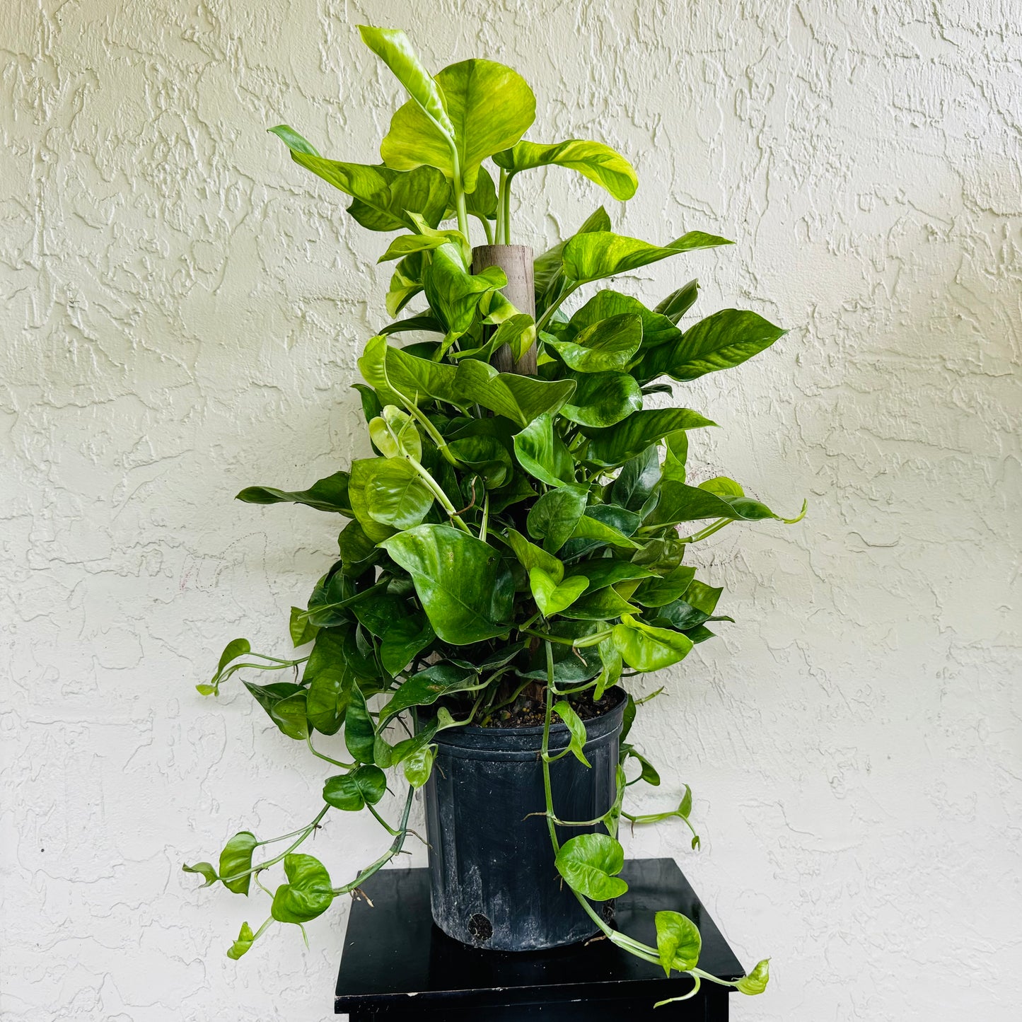 8” Global Green Pothos Totem