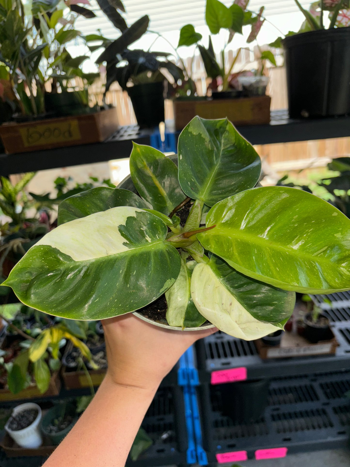 6” Philodendron Melinonii Variegated