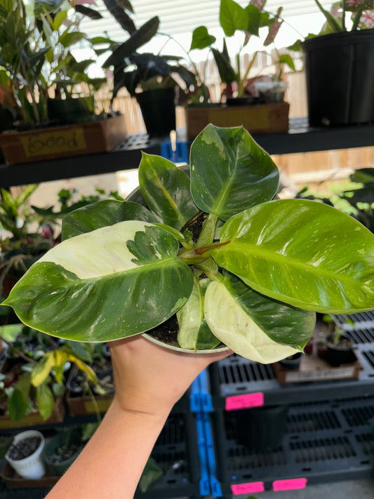 6” Philodendron Melinonii Variegated