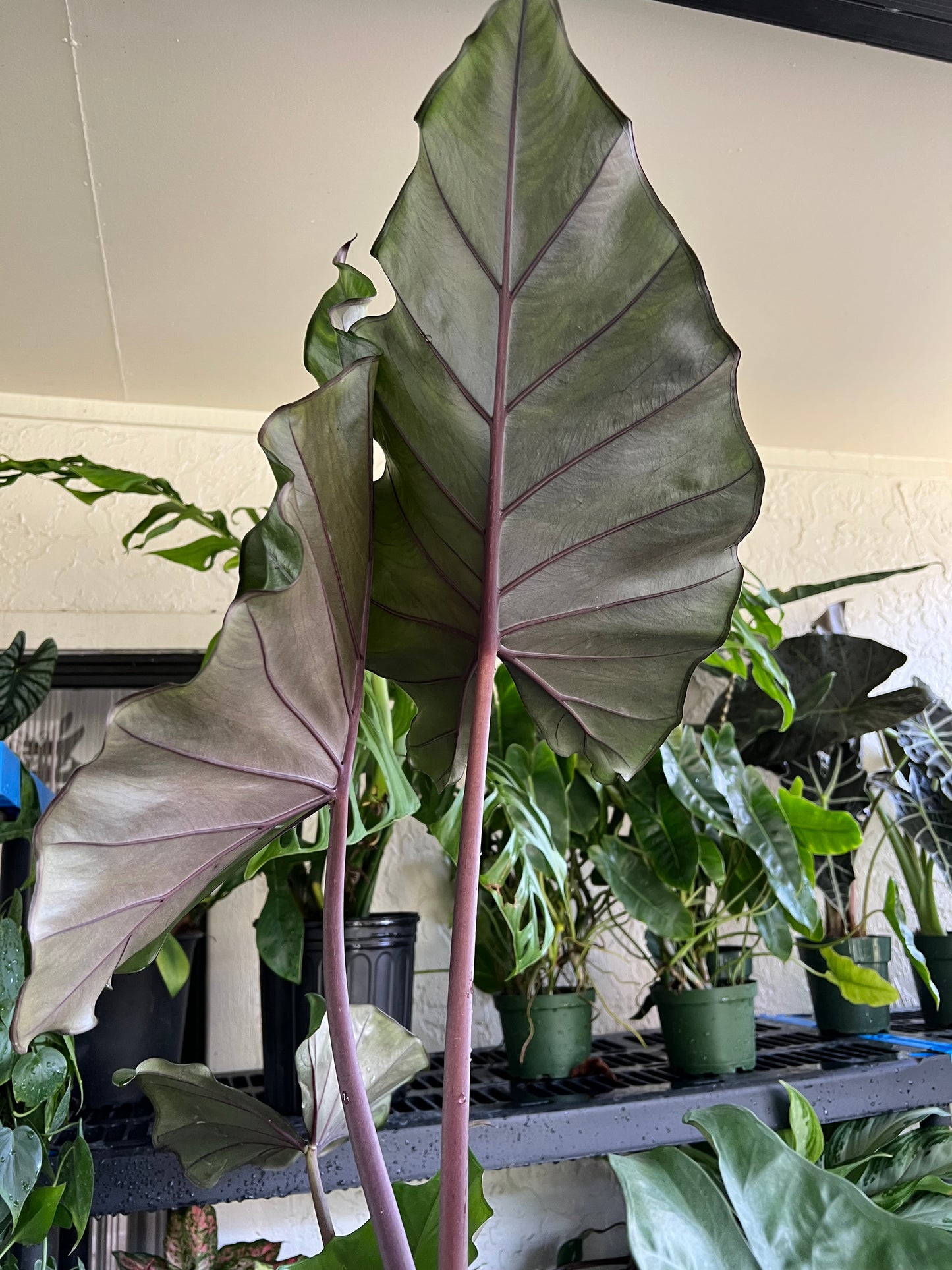 6” Alocasia Sumo