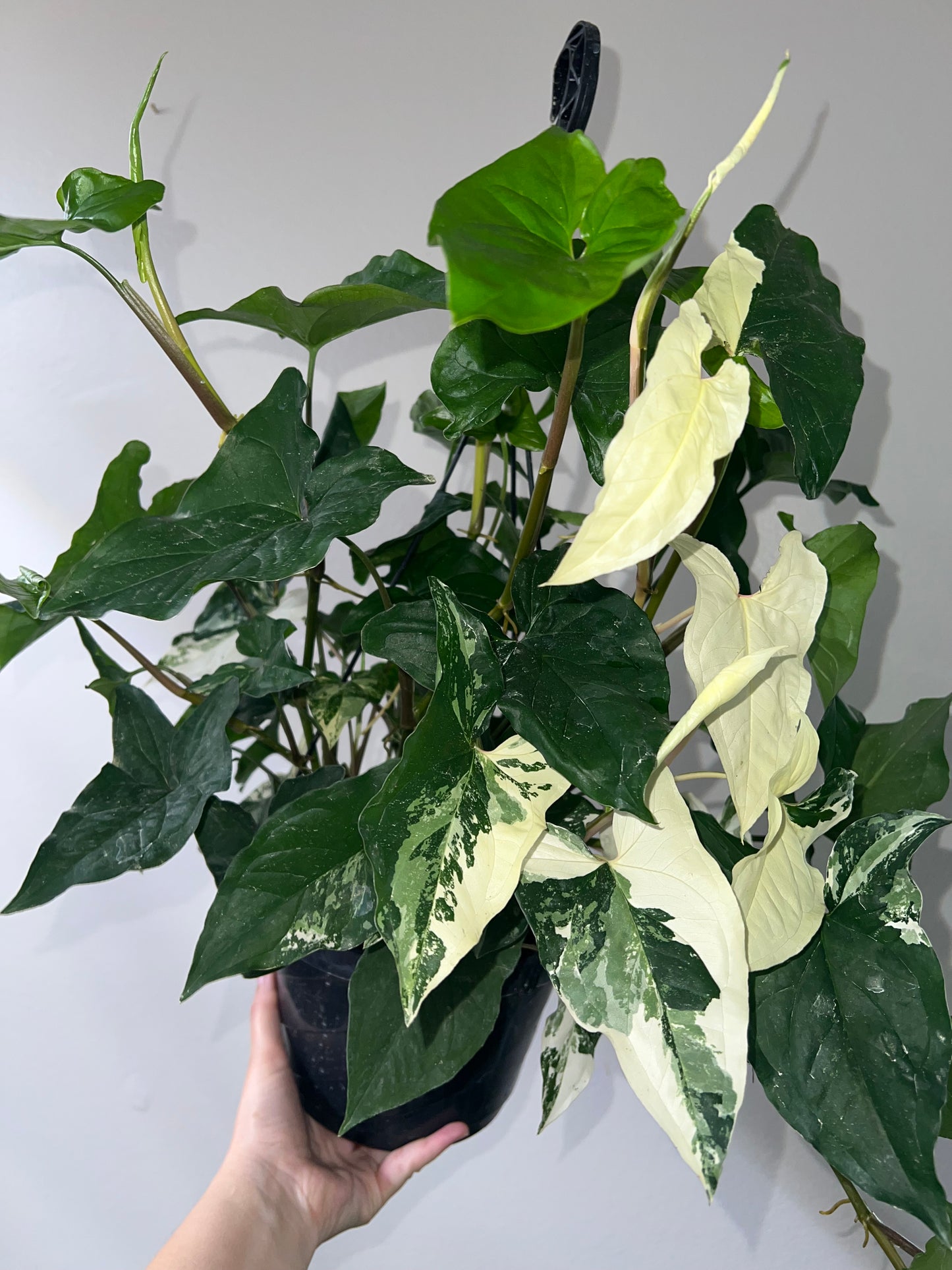 8” Syngonium Albo Hanging Basket (smaller)