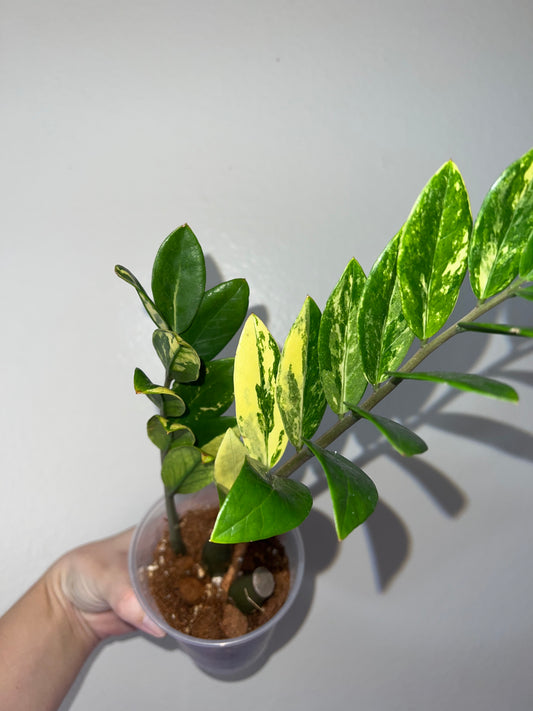 4” Variegated ZZ Lemon