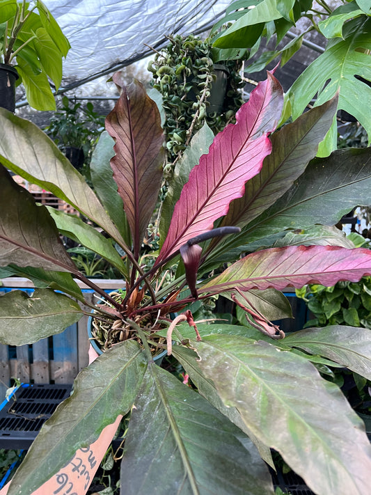 6” Variegated Anthurium Waterdragon