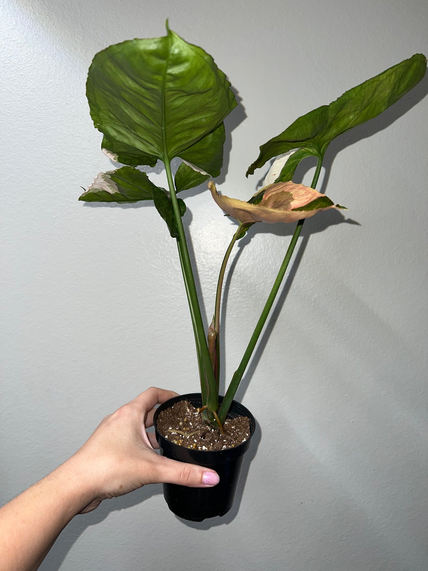 4” Syngonium Strawberry Ice