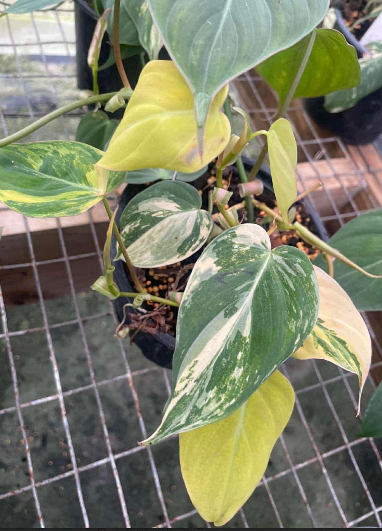 6” Philodendron Micans Aurea