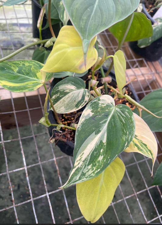 6” Philodendron Micans Aurea