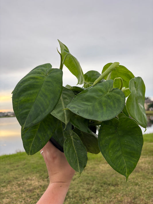 6” Syngonium Chiapense Frosted Heart