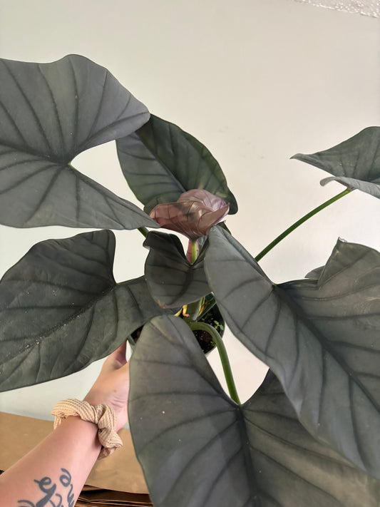 6” Alocasia Reginae