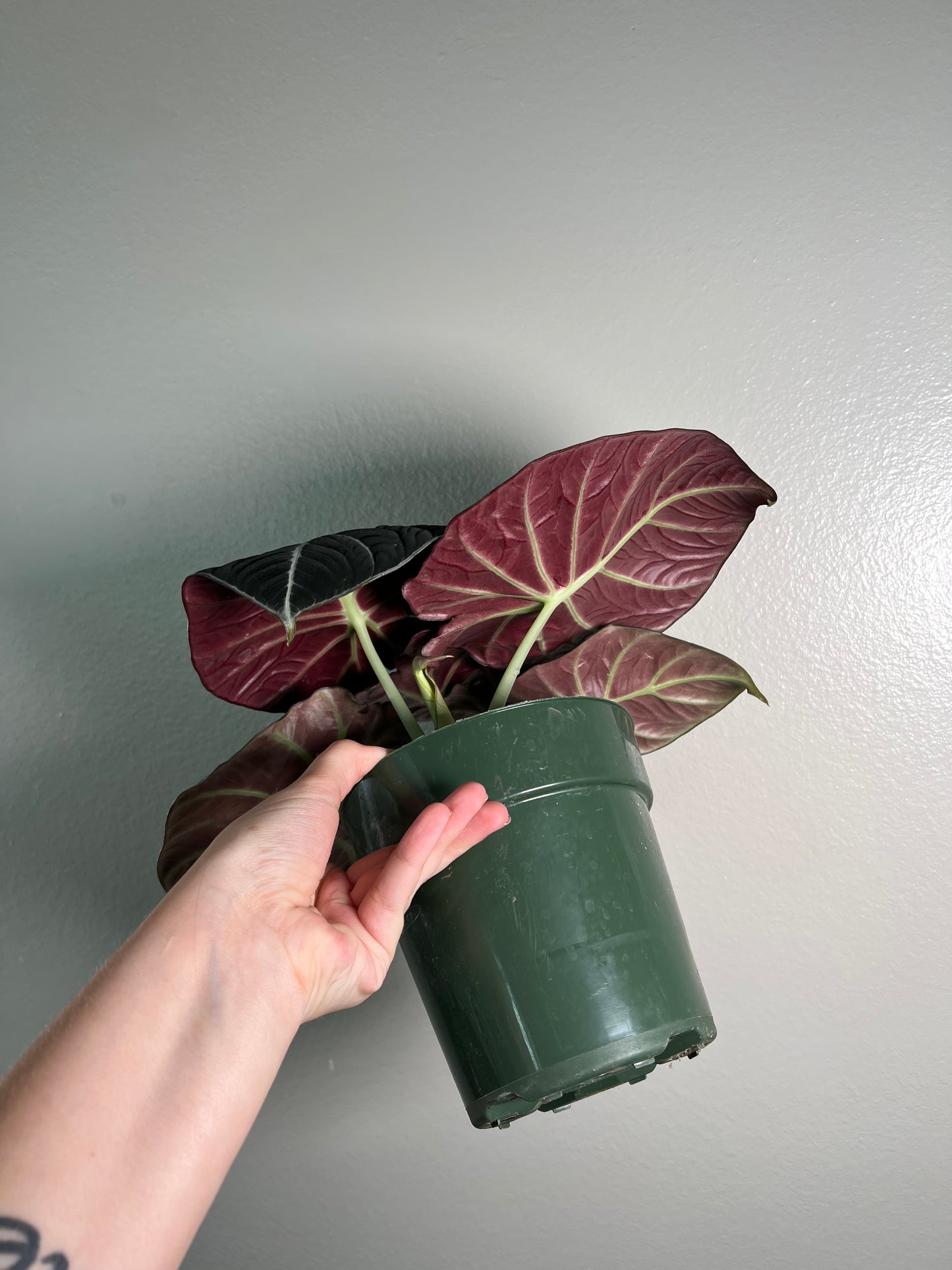 6” Alocasia Black Velvet