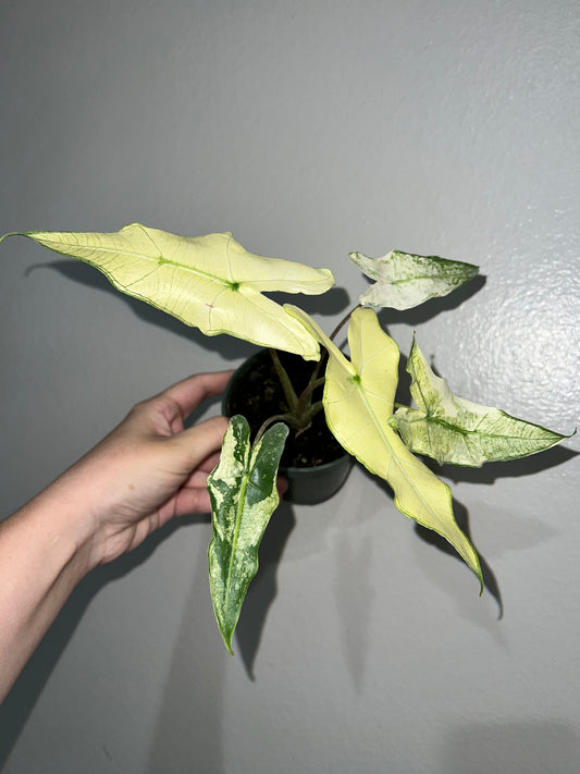 4” Alocasia Sarian Variegated/Mint