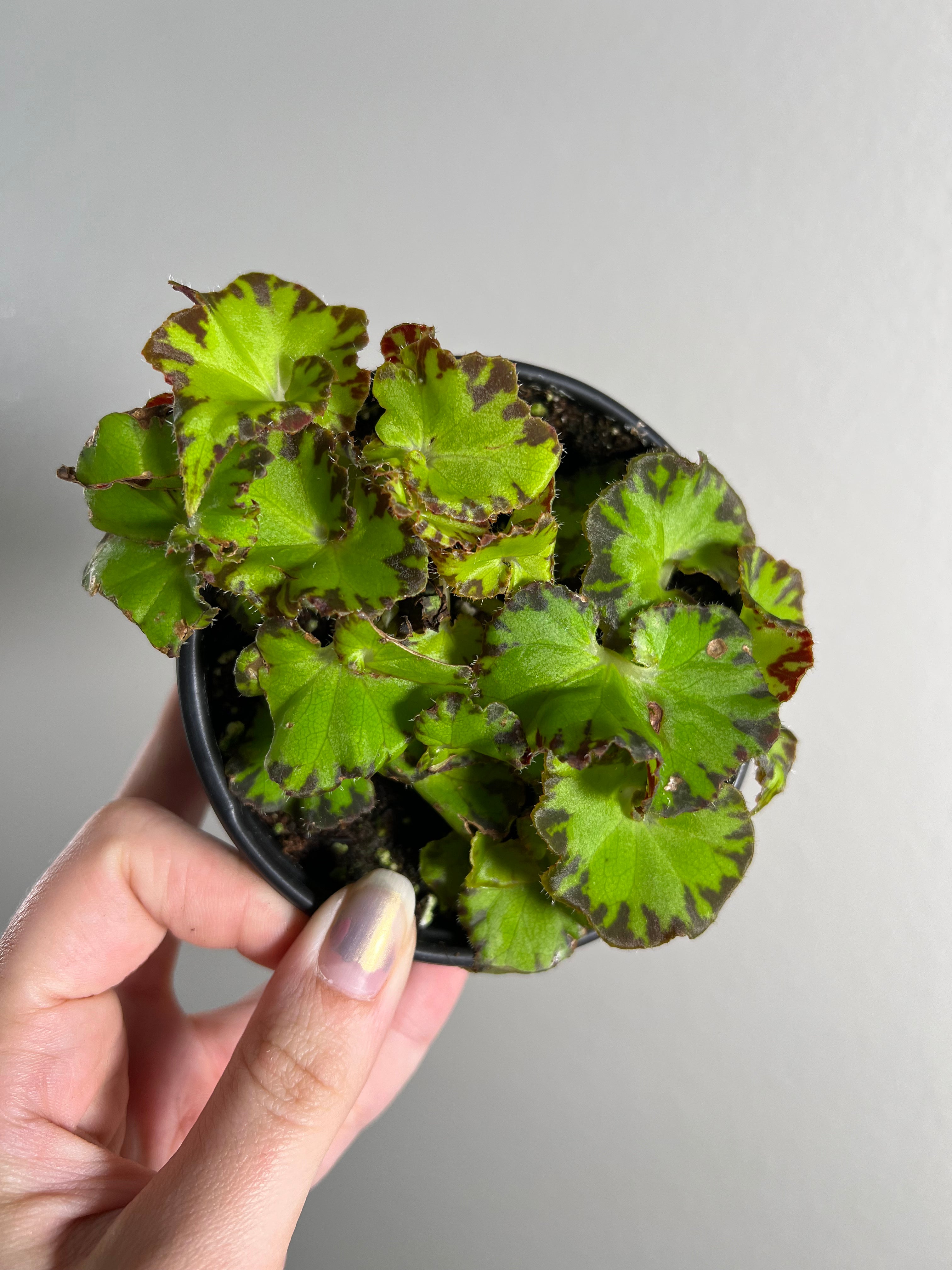 4” Begonia Rex Froggy – Good Plantkeeping