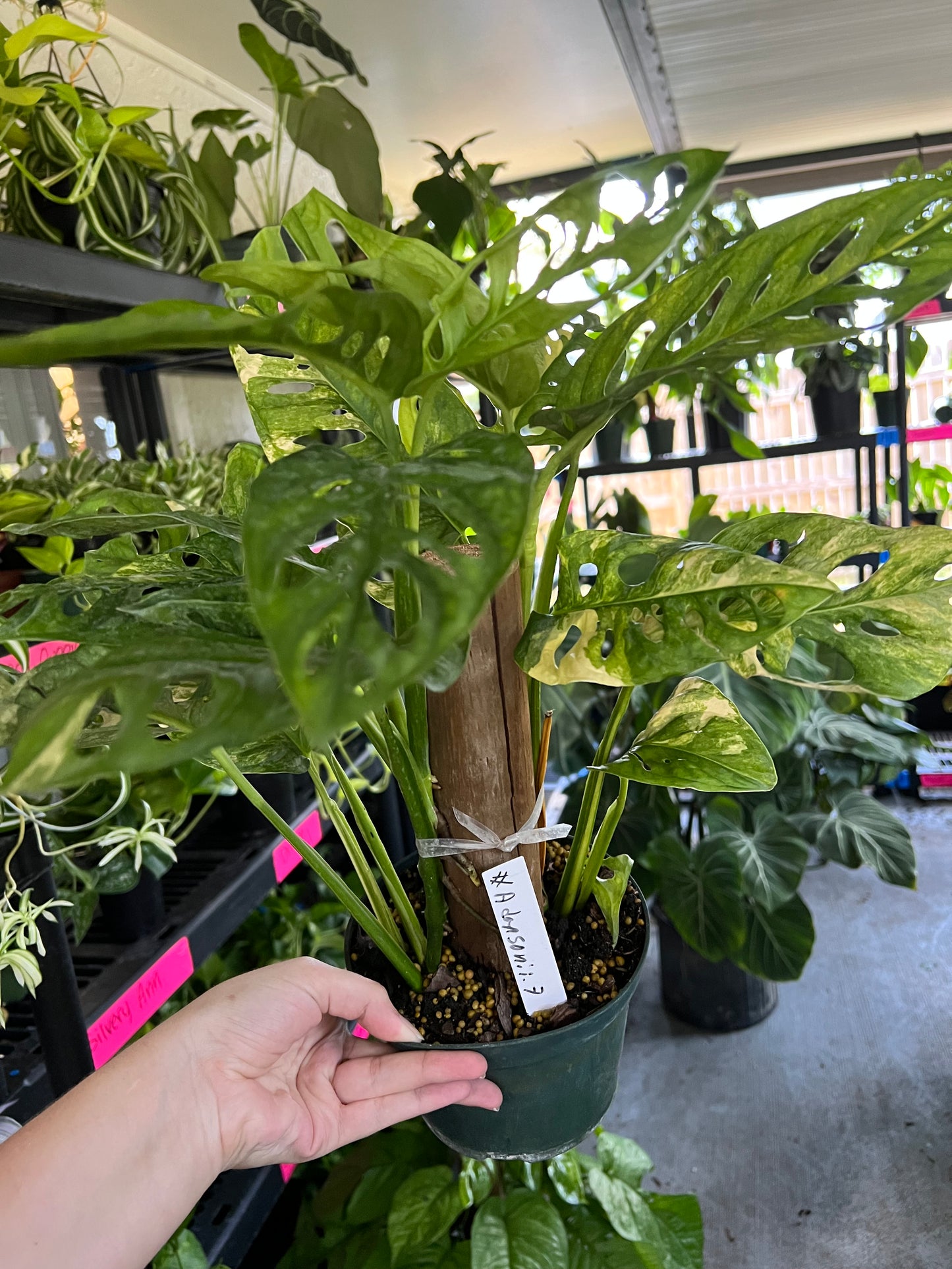 6” Variegated Monstera Adansonii Totem