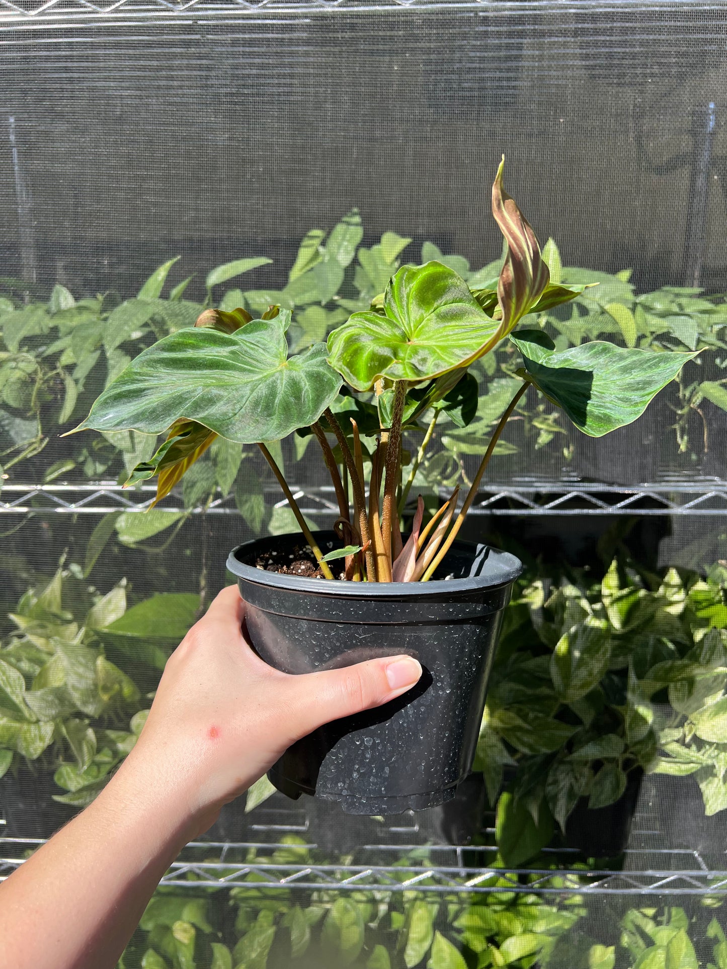 6” Philodendron Verrucosum