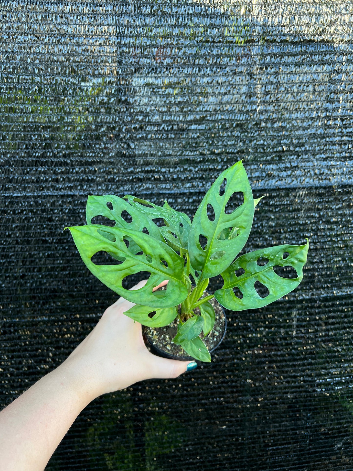 4” Monstera Adansonii