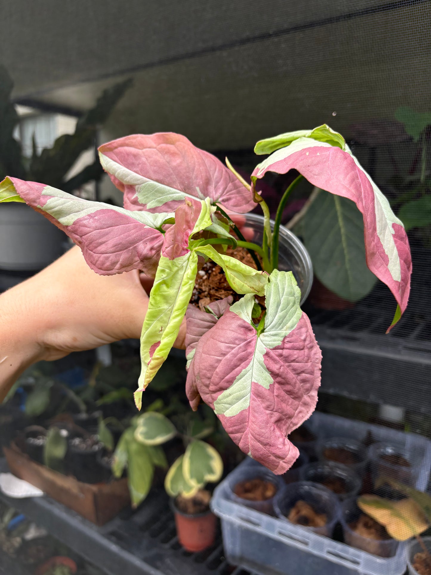 4” Syngonium Raspberry Variegated