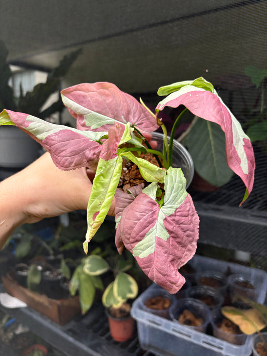 4” Syngonium Raspberry Variegated