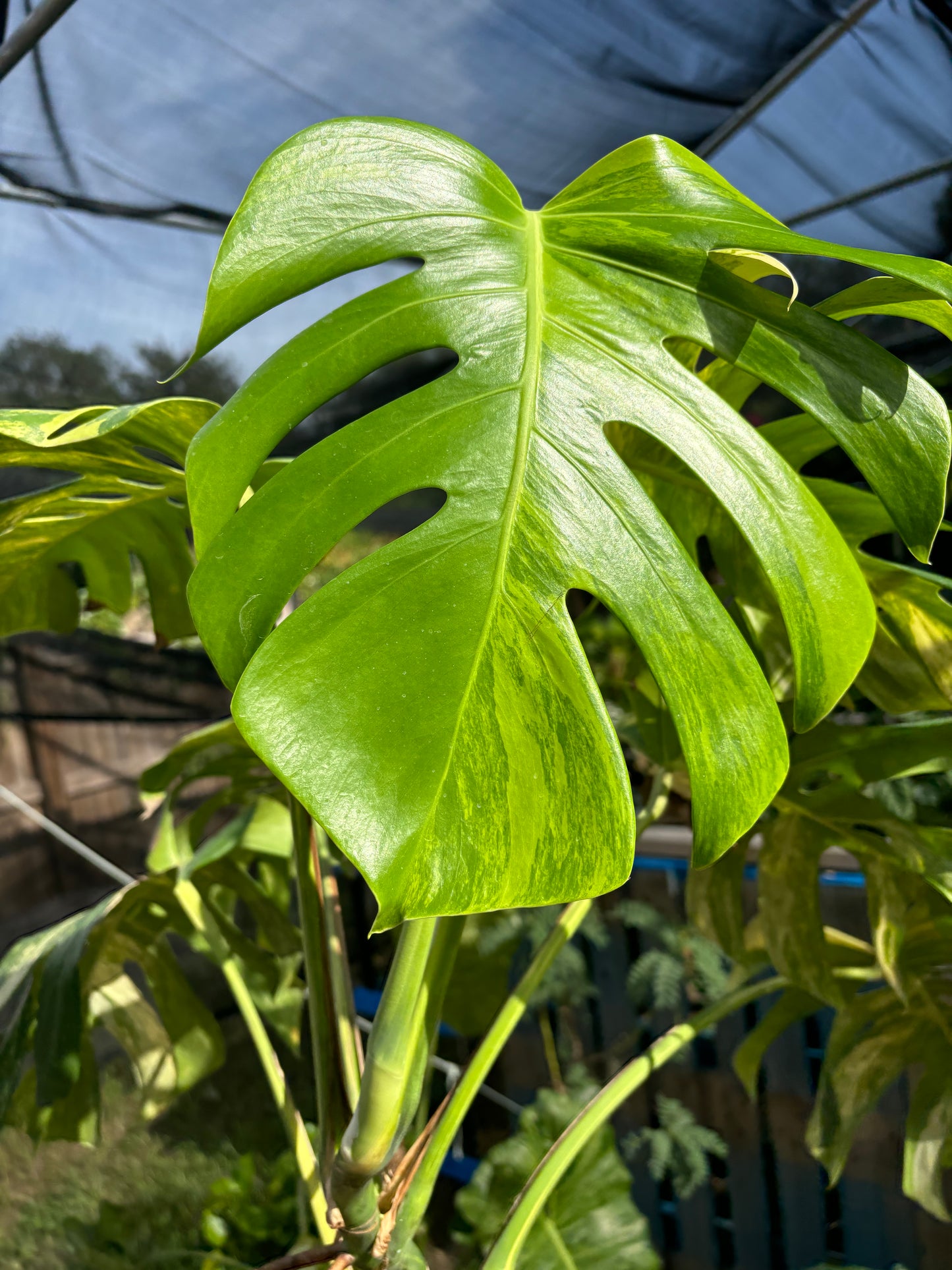 6” Monstera Aurea