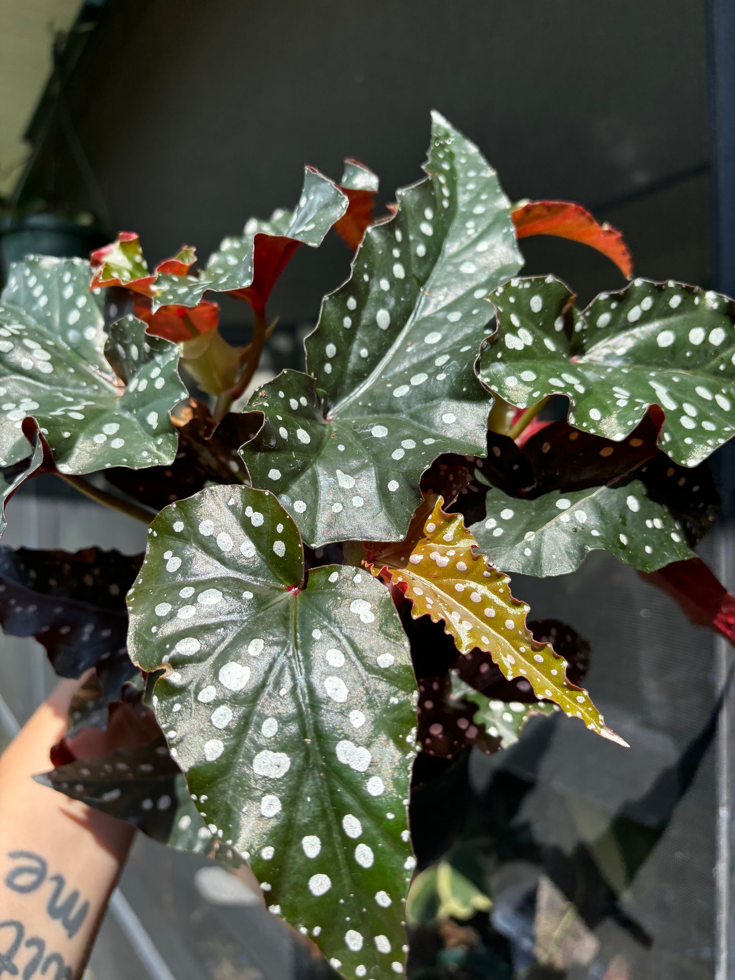 4” Begonia Maculata