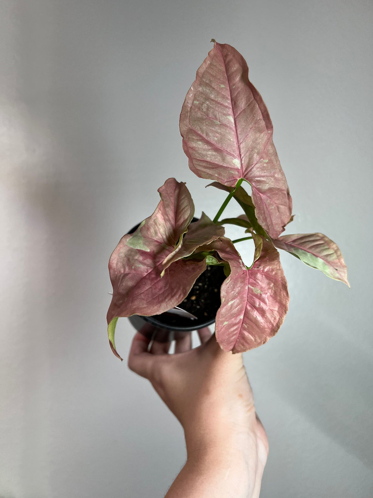 4” Syngonium Pink Caviar