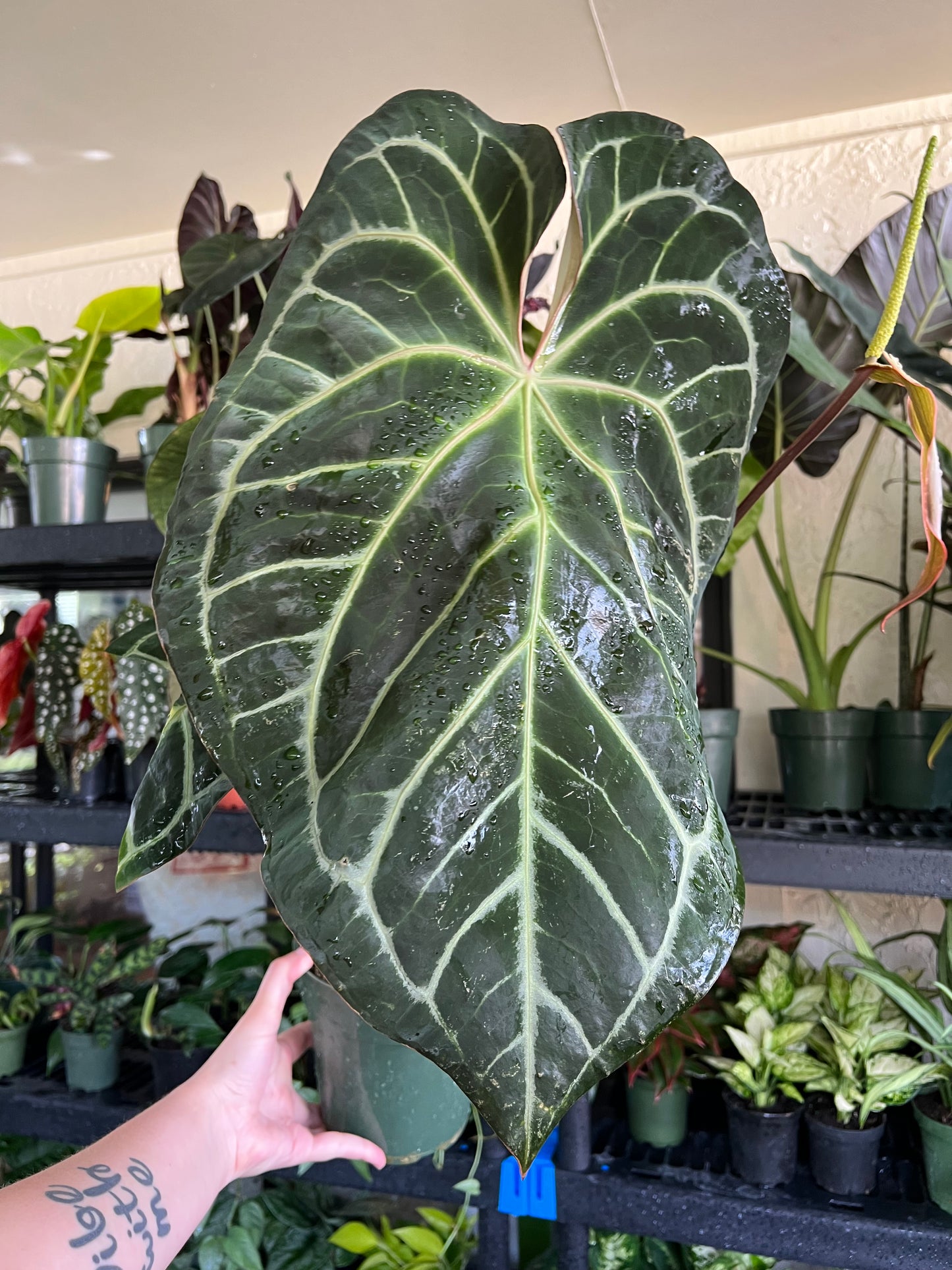 6” Anthurium Ace of Spades X Giant Crystal Mag