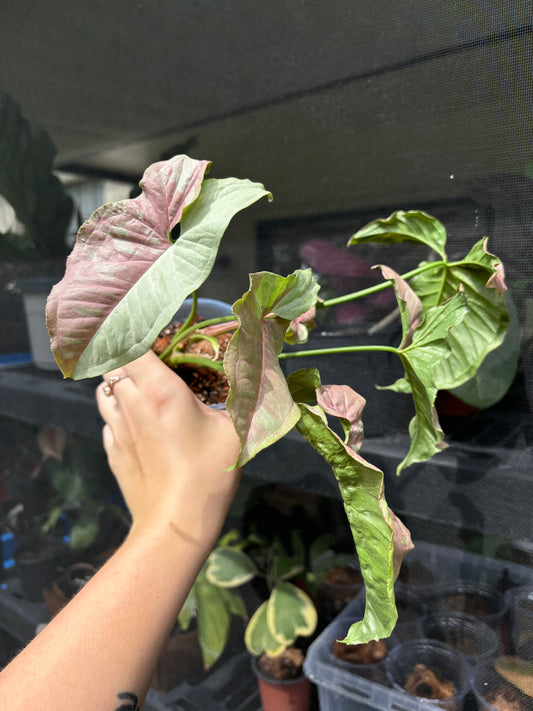 4” Syngonium Pink Cloud