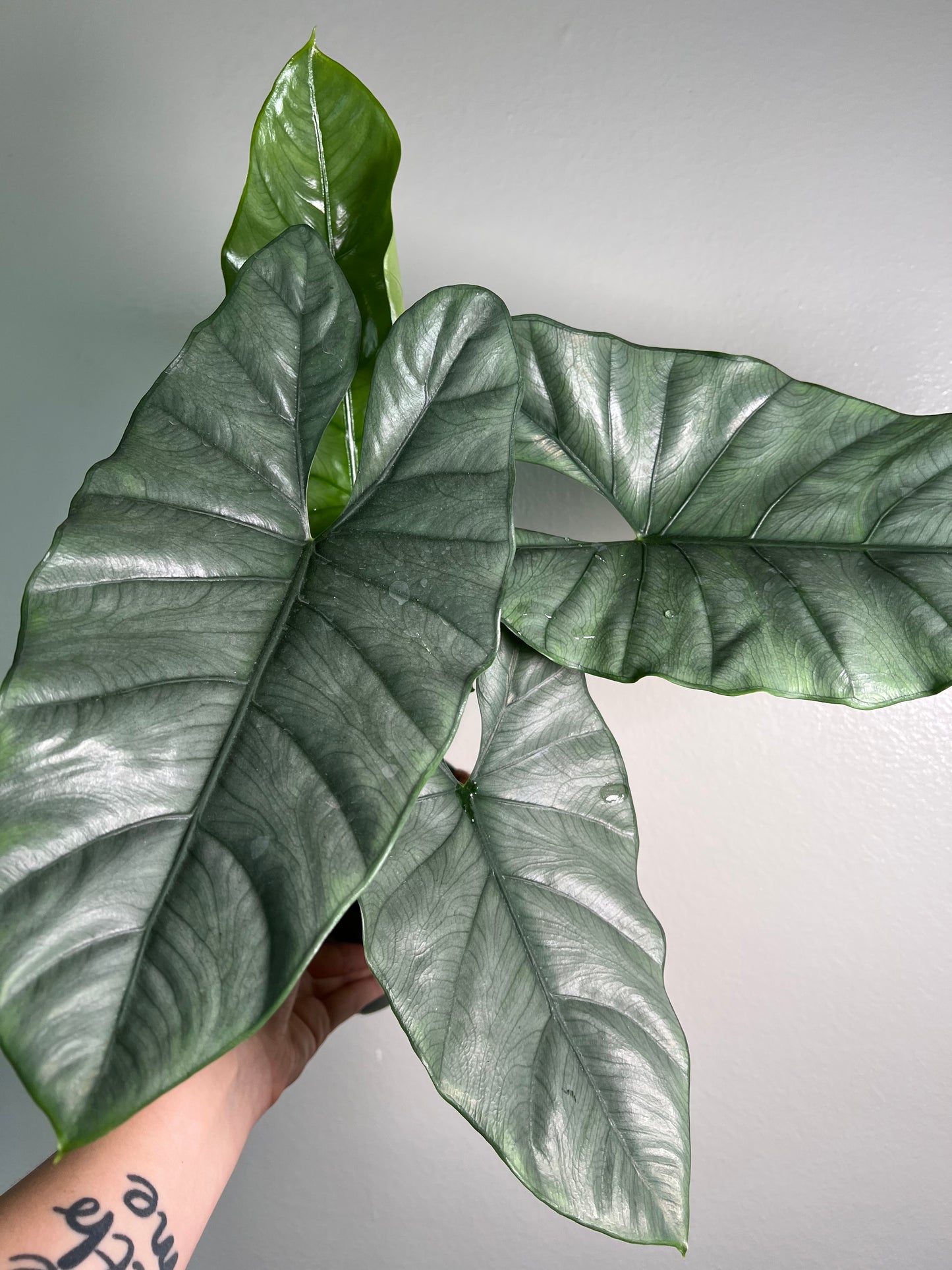 6” Alocasia Corazon