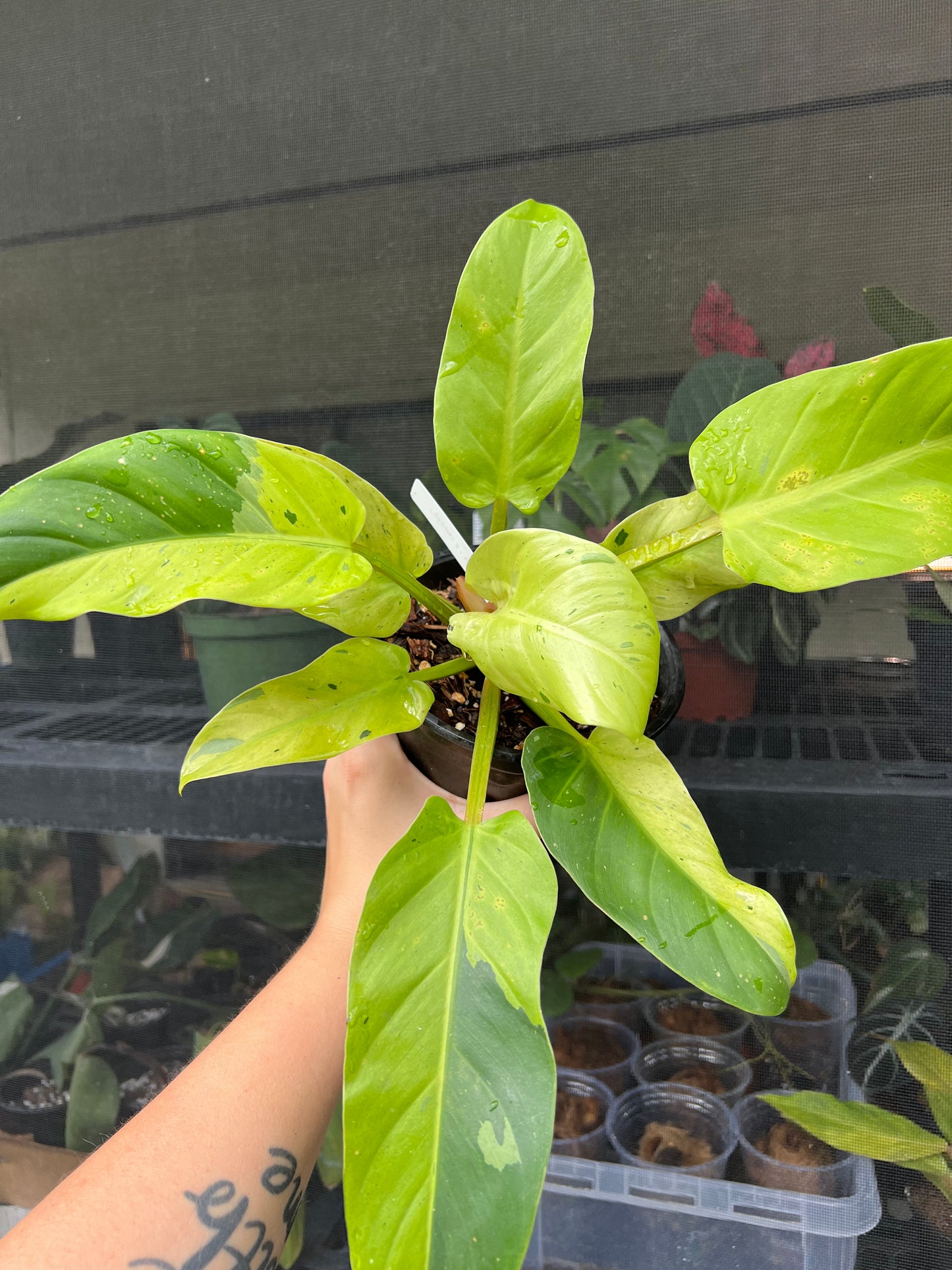 6” Philodendron Ruaysap Variegated