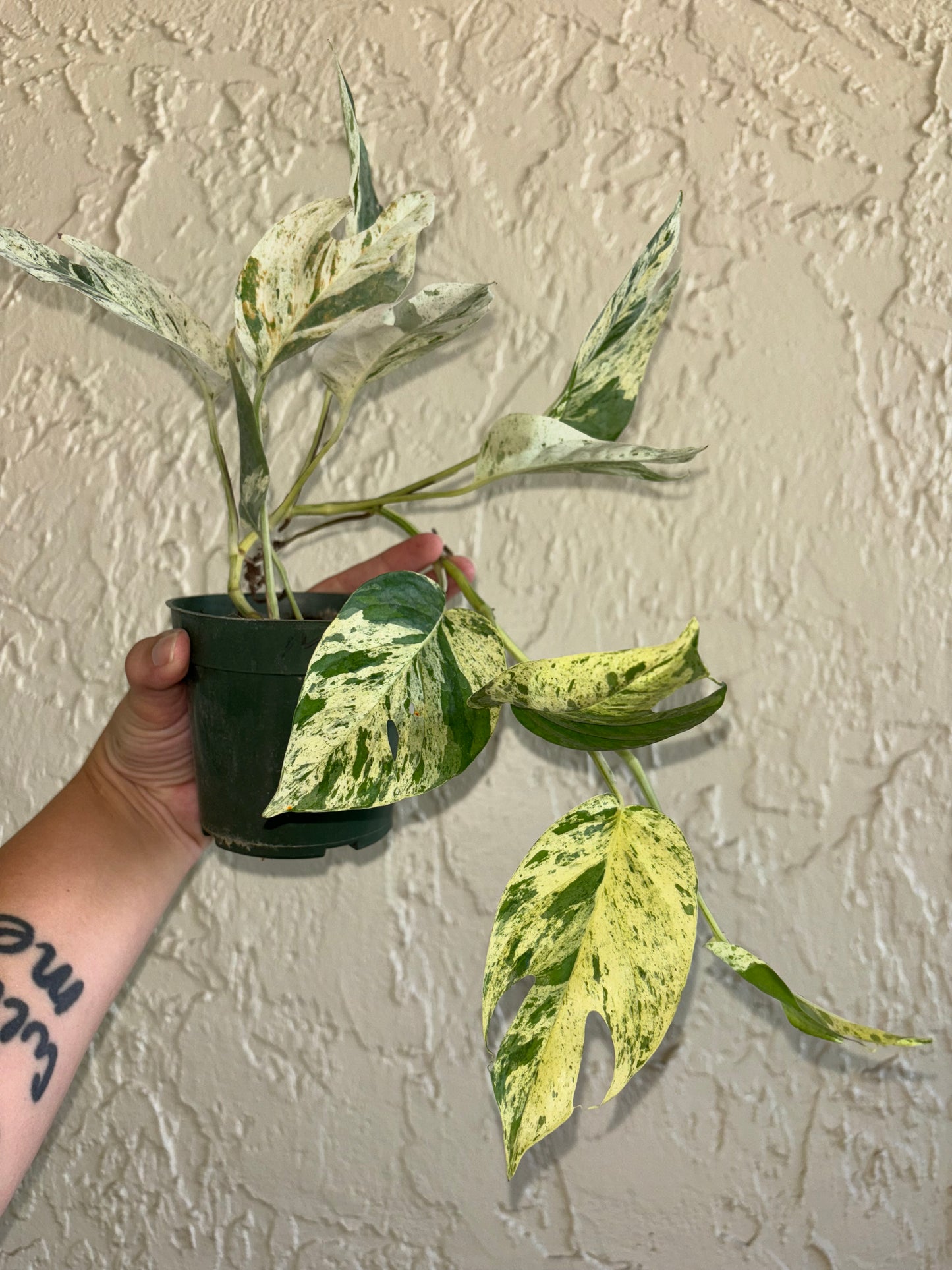 4” Epipremnum Pinnatum Marble