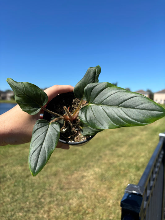 4” Philodendron Serpens
