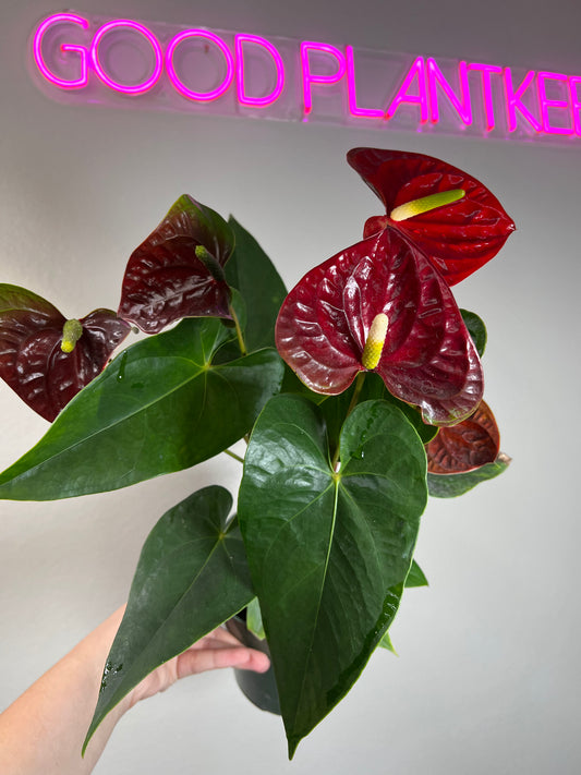 6" Anthurium Aramon