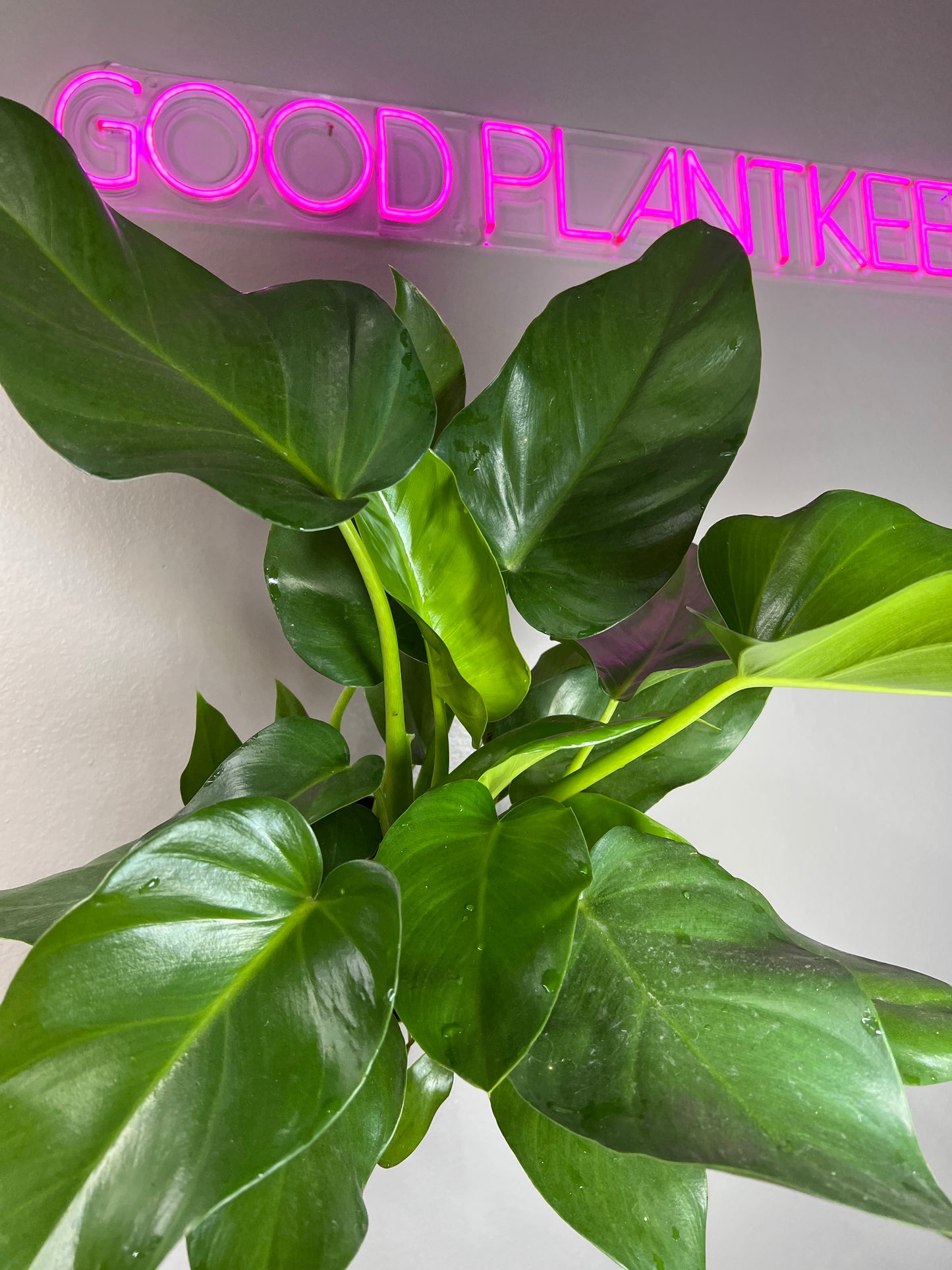 6" Philodendron Giganteum