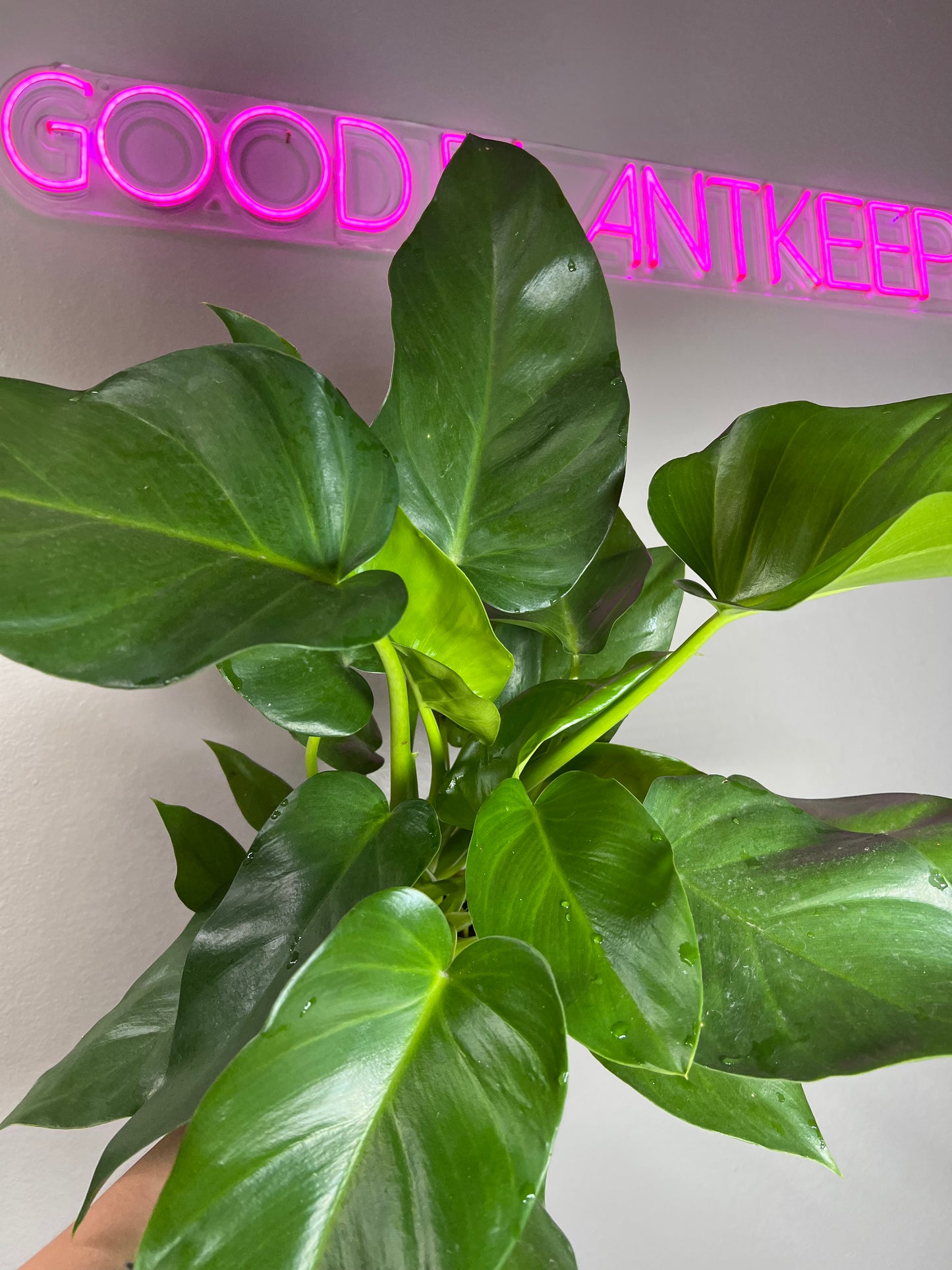 6" Philodendron Giganteum