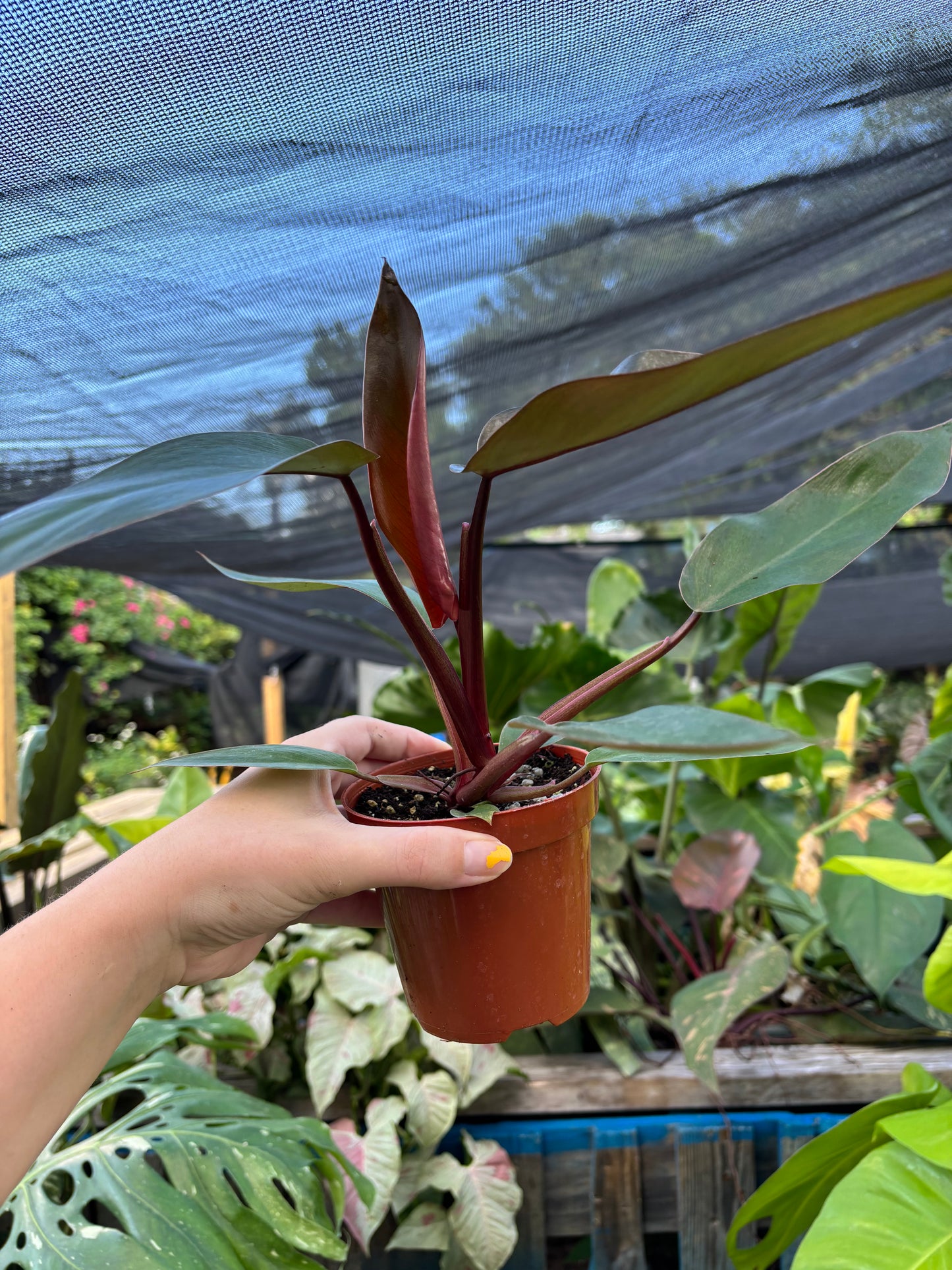 4” Philodendron Black Majesty