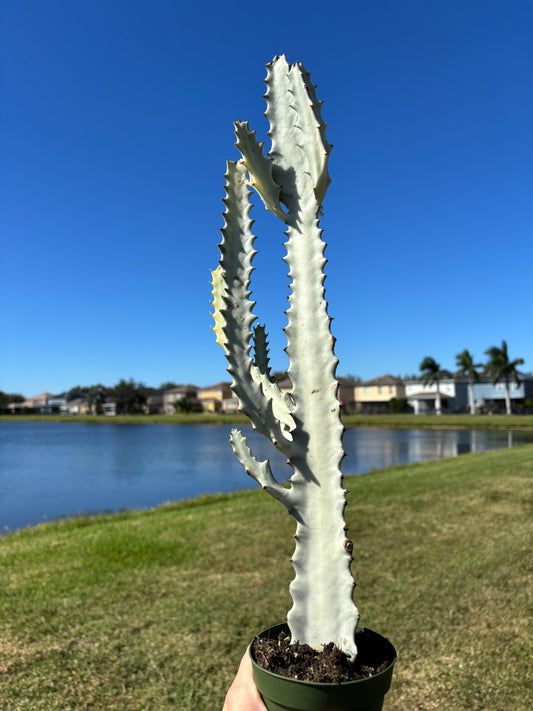 4” Euphorbia Dragon Bone