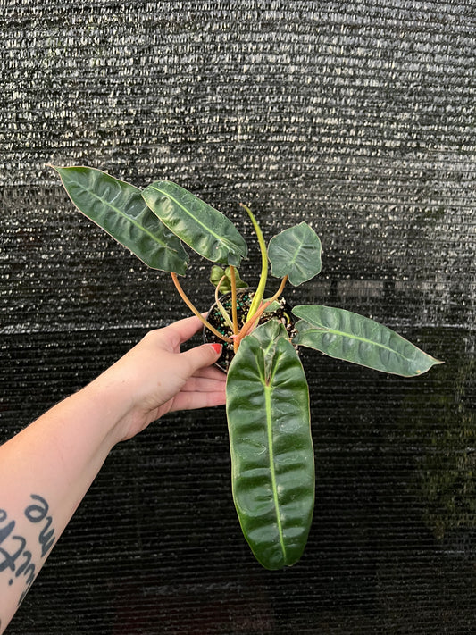 4” Philodendron Billietiae