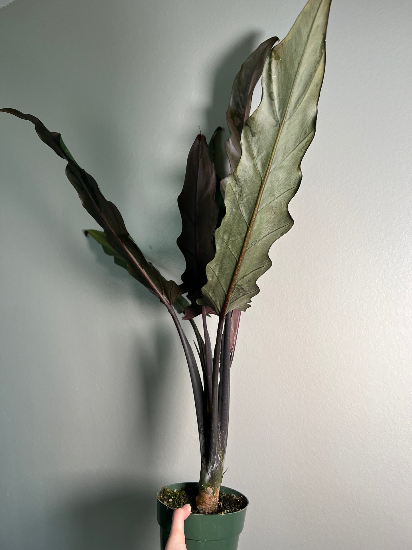 6” Alocasia Purple Sword