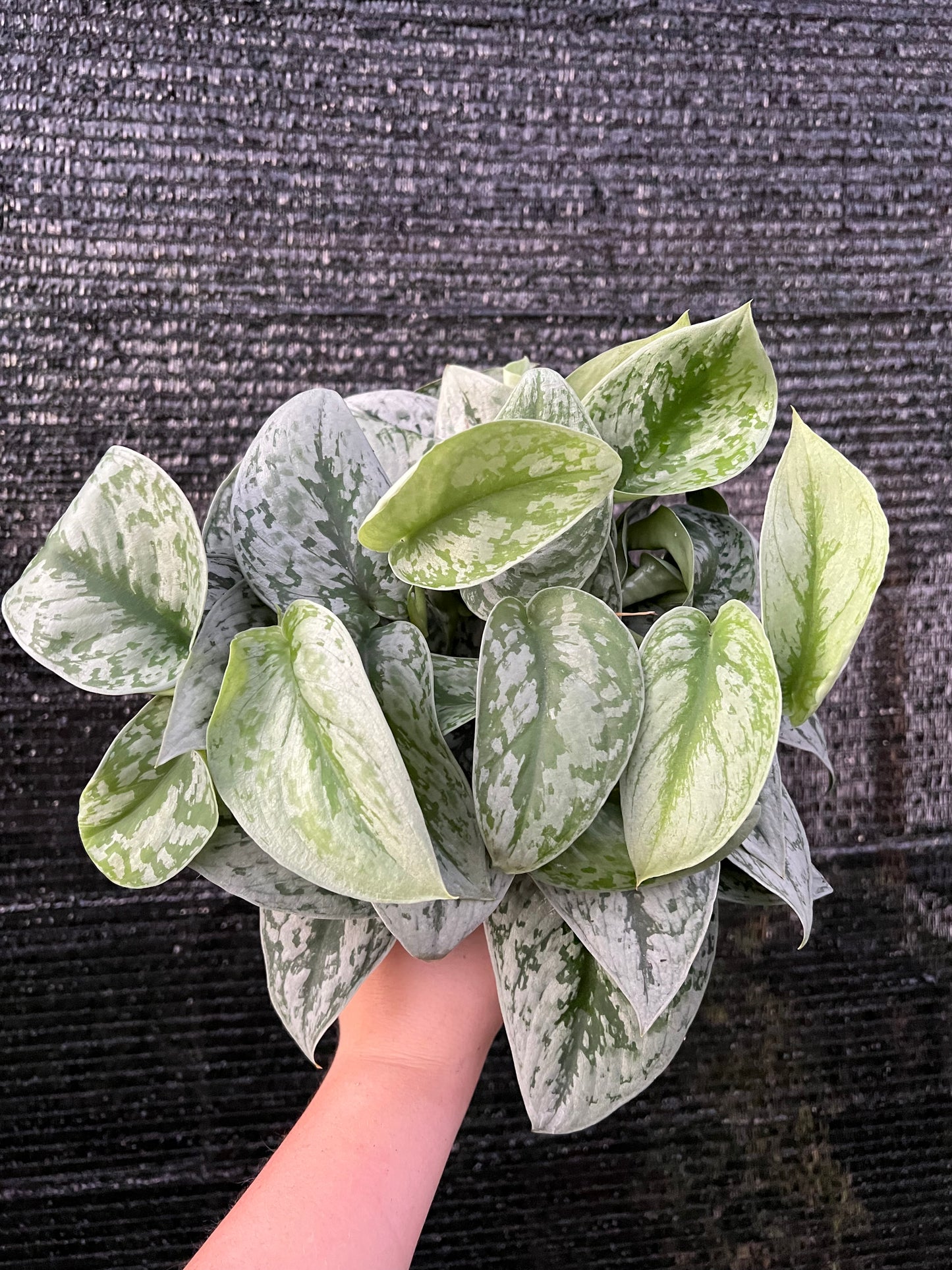 6” Scindapsus Silver Satin