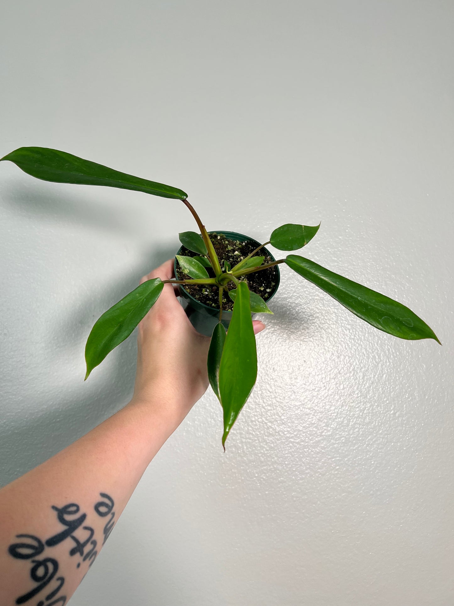 4” Philodendron Joepii