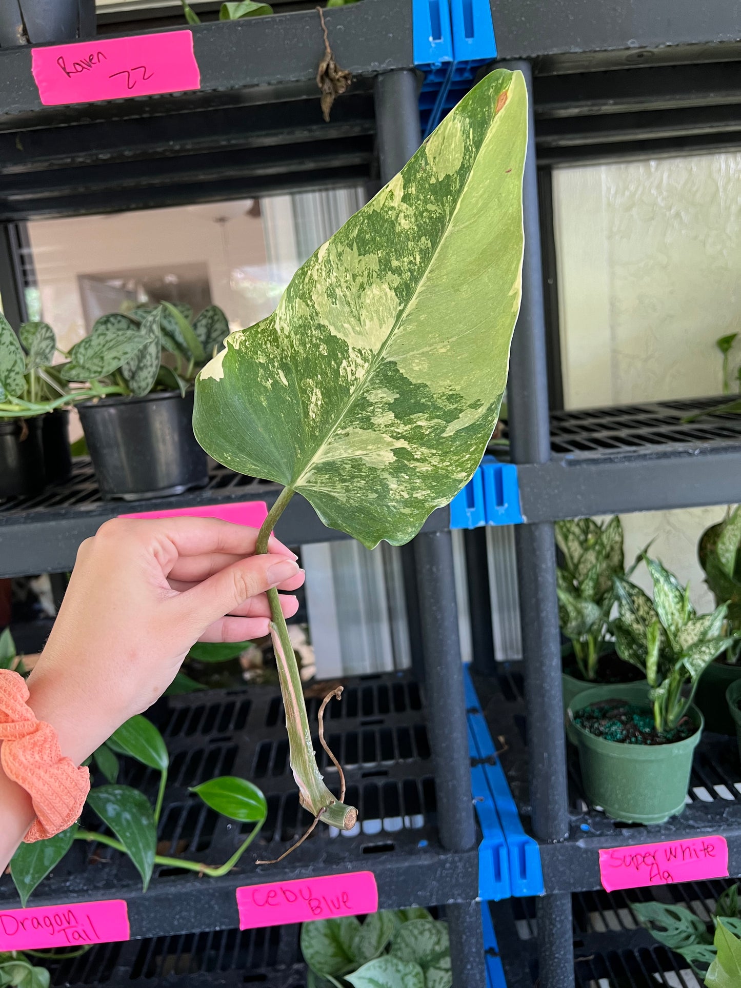 Variegated Philodendron Domesticum Mid Cut