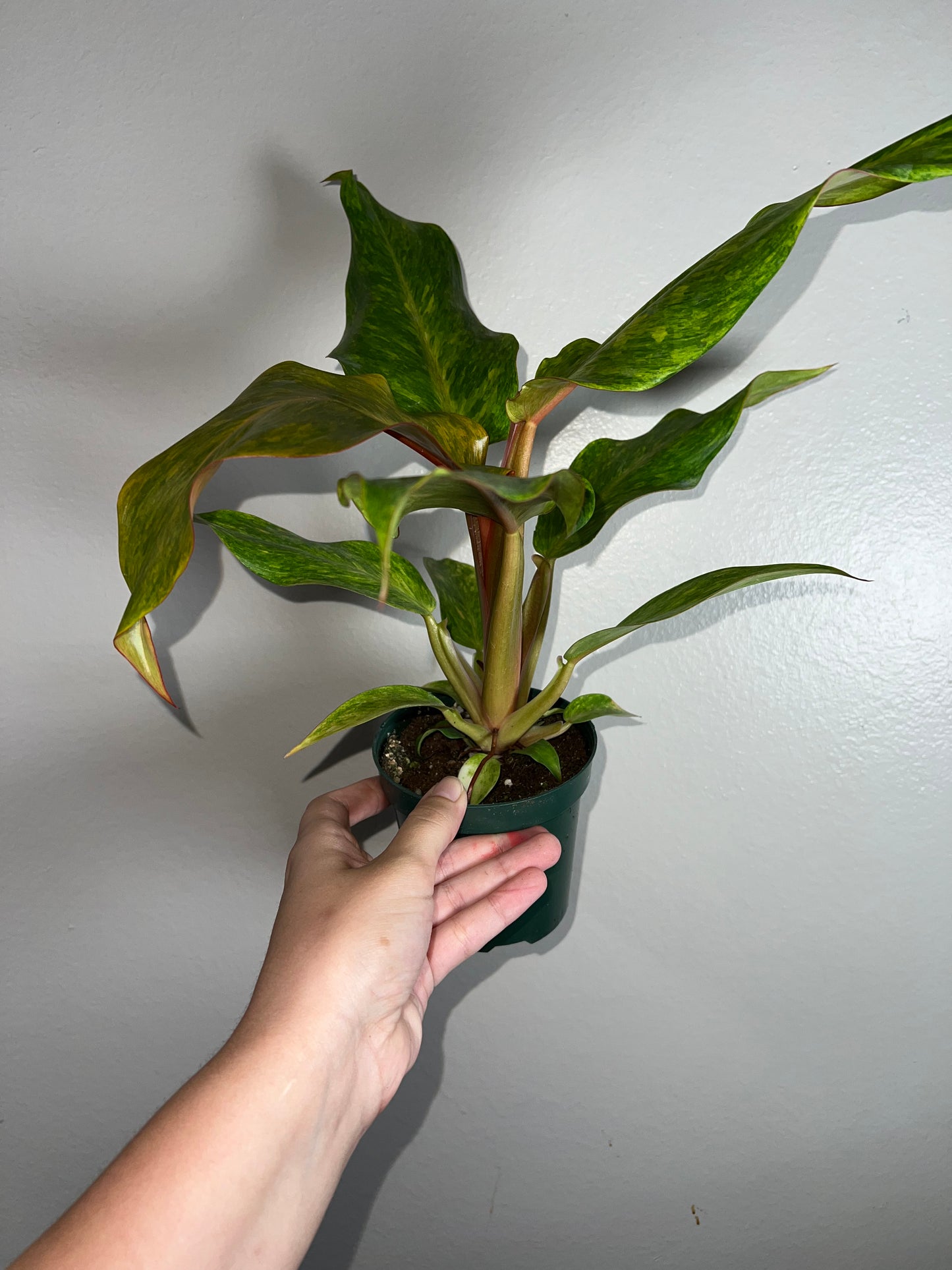 4” Philodendron Orange Marmalade