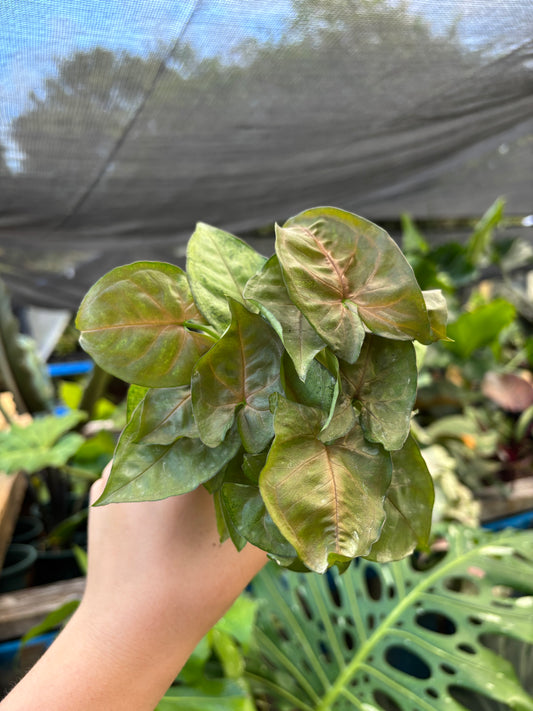 3” Syngonium Maria Allusion
