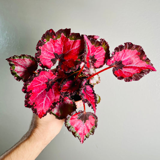 4” Begonia ‘Harmony’s Red Velvet’