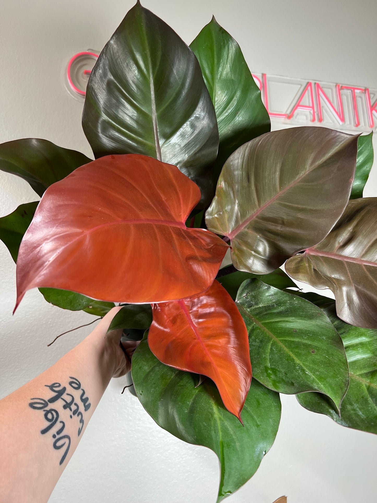 6” Philodendron McColleys Finale